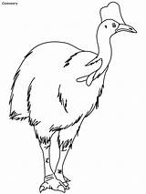 Emu Cockatiel sketch template