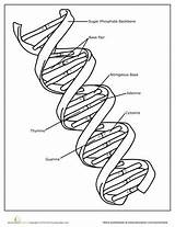 Dna Coloring Biology Science Worksheet Molecule Worksheets Genetics Education School Teaching Cell Middle Life Plant Human Kids Structure Parts Cells sketch template