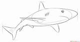 Shark Reef Draw Drawing Caribbean Step Tutorials Hammerhead Drawings Supercoloring Choose Board Coloring sketch template