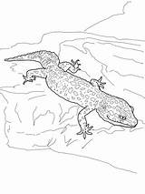 Gecko Leopard Coloring Pages Drawing Printable Supercoloring sketch template