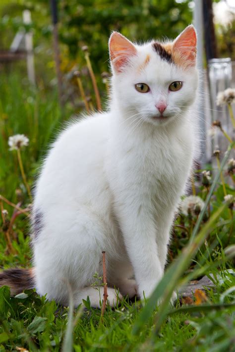 white cat sitting  stock photo public domain pictures