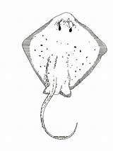 Stingray Coloring Drawing Pages Printable Nemo Thedrawbot Fish Paintingvalley sketch template