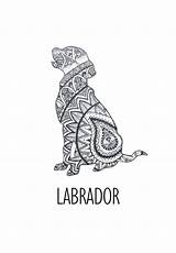 Labrador Retriever sketch template