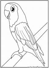 Perroquet Branche Oiseaux Coloriages Peroquet sketch template