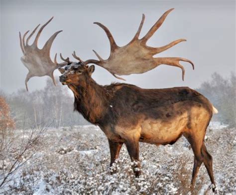 extinct irish elk megaloceros giganteus lived