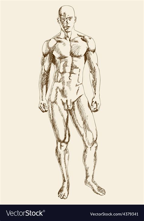 muscular man body royalty  vector image vectorstock