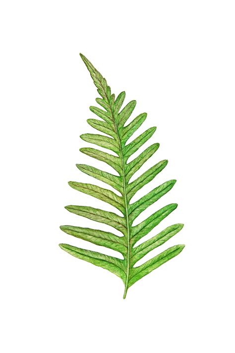 images nature natural painting fern illustration fern art