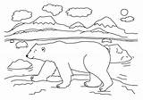 Polar Bear Coloring Pages Arctic Kids Sheets Printable Animals Bears Template Color Sheet Bestcoloringpagesforkids Habitat Ice Craft Print Animal Activity sketch template