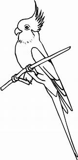 Cockatiel Coloring Drawing Pages Bird Getdrawings Designlooter Drawings 2500 53kb sketch template