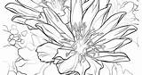 Montana Flower State Printable sketch template