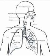 Lungs Lung Respiratory Human Anatomy Coloring Squeeze Physiotherapists Spearfishing Labelled Sounds Getdrawings Healthiack sketch template