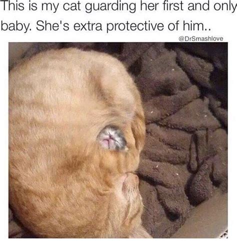 Cat With Infected Butthole R Misleadingthumbnails