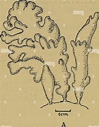 Afbeeldingsresultaten voor "stegocephaloides Christianiensis". Grootte: 145 x 185. Bron: www.alamy.com