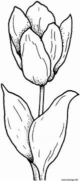 Tulpe Tulip Tulipe Colorare Kolorowanki Einfache Tulpen Blumen Tulipano Tulipani Ausmalbilder Malvorlagen Tulipan Malvorlage Tulips Supercoloring Schoene Druku Kolorowanka Immagini sketch template