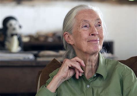 jane goodall reflects   years  research  conservation
