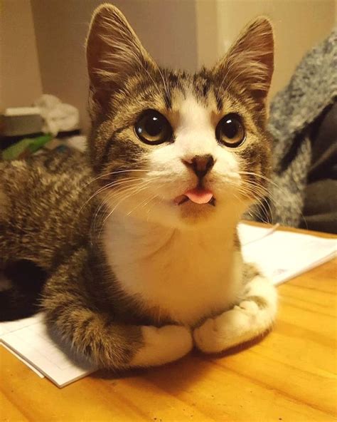 can i have your attention meow kitten adorable cute cats cats