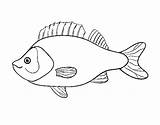 Pesce Persico Perca Perche Perch Poleiro Colorear Dibuix Acolore Dibuixos Coloringcrew Coloritou sketch template