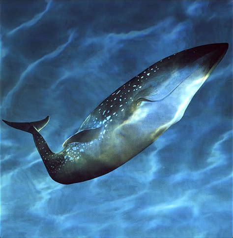 meet  blue whale whale wars animal planet