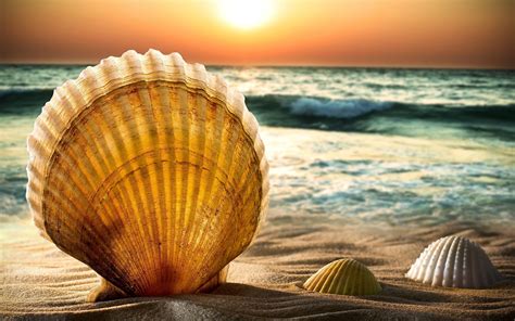 shells  sand beach sea water