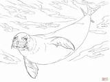 Seal Coloring Monk Pages Online Drawing Skip Main sketch template
