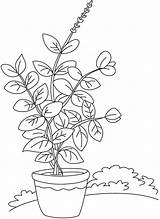 Coloring Basilic Herb Crocus Sketch Coloriages Vase Getdrawings Printmania sketch template
