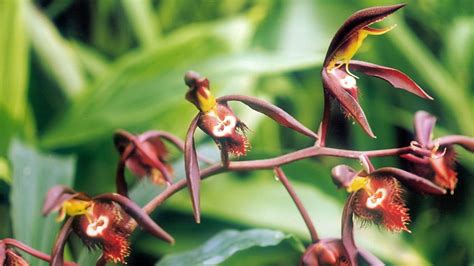the weird sex lives of orchids