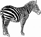 Coloriage Zebre Imprimer Zèbre Dessin Zebra Animals Zou Dessiner Le Sans Coloring sketch template