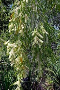Afbeeldingsresultaten voor "leucandra Bulbosa". Grootte: 124 x 185. Bron: www.territorynativeplants.com.au