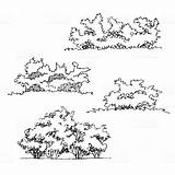 Bush Drawing Architecture Landscape Bushes Sketch Drawings Ink Pen Tree Drawn Realistic Istockphoto sketch template