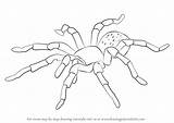 Tarantula Draw Drawing Step Spider Drawings Arachnids Outline Line Drawingtutorials101 Kids Tattoo Tutorials Choose Board sketch template
