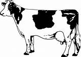Cow Outline Clipart Clip Cliparts Drawing Line Cute Vector Dairy Young Holstein sketch template