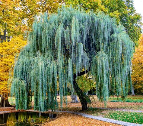 weeping willow tree cuttings  plant fast growing trees beautiful