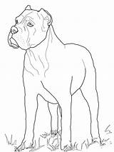 Cani Colorare Disegni Kolorowanka Facili Supercoloring Razza Chien Whippet Mastiff Druku Car Gatti Unico Razze Bambini sketch template