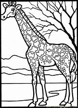 Coloring Giraffe Pages Printable Color Animals Africa African Animal Colouring sketch template
