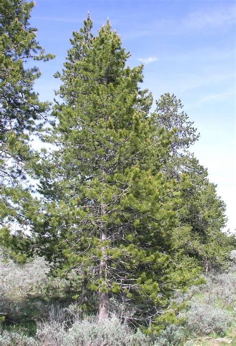 filepine tree atop signal mountainjpg wikimedia commons