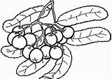 Berries Kanak Tomato Mengenal Pasti Dicat Membantu Baik Ringkasan sketch template