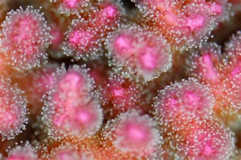 beautiful pink coral pink beautiful pink hard coral