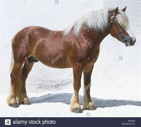 dole gudbrandsal horse standing side view stock photo