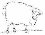 Angry Sheep Pages2color Animals Cookie Copyright sketch template
