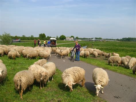 vandijkonline weblog schapen voor de wielen