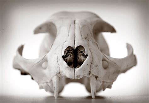 robin loznak photography animal skulls  seamless background