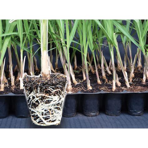 sugarcane seedling  vasundhara biotech