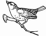 Mockingbird Coloring Pages Begin Fly Drawing Northern Getdrawings Getcolorings sketch template
