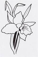 Orchid Drawing Outline Line Clip Drawings Plant Stationary Paintingvalley sketch template