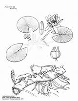 Nymphaea Odorata Ifas Plant Lilies sketch template