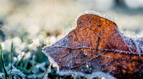 frost advisory issued  ottawa valley ctv news