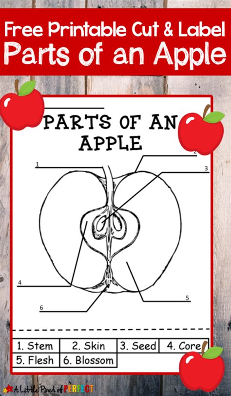 parts   apple labeling printable thrifty homeschoolers