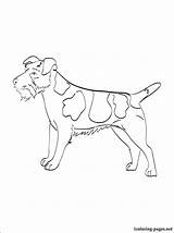 Jack Russell Coloring Terrier Pages Getdrawings 750px 52kb Drawing Getcolorings sketch template