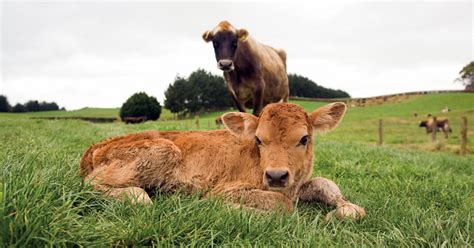 importance   safe  clean calving environment news  news  find  depth