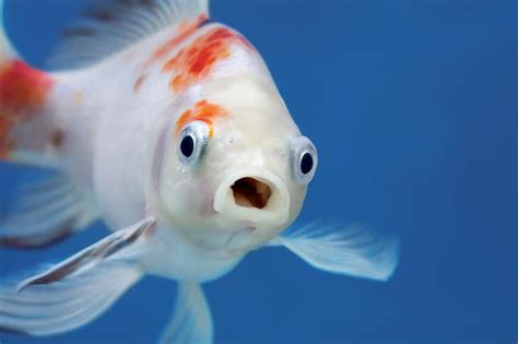 peixes sentem dor estudo sugere  animais aquaticos podem sentir efeitos dolorosos